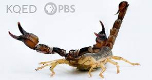 Scorpions Are Predators With a Sensitive Side | Deep Look