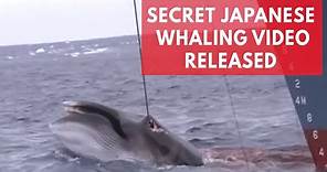 Shocking Japanese whaling footage shows barbaric hunt in Australian whale sanctuary