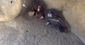 Family Time At The California Condor Nest – April 28, 2021