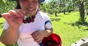 Cherry Picking - the sweetest cherries