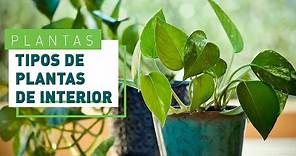 Plantas de interior: variedades y cuidados | Verdecora