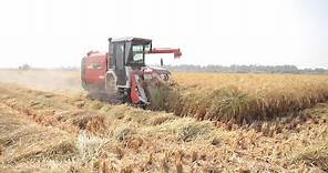 Reviving the Basmati Rice Farming Industry in Pakistan
