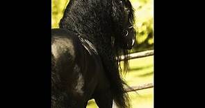 Raven BSF Friesian Horses for sale https://www.blacksterlingfriesians.com questions? 415-272-2112