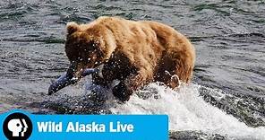 WILD ALASKA LIVE | Official Trailer | PBS