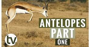 Antelope and their Habitats: A closer look at Kudu, Springbok, Impala, Blesbok and Red Hartebeest