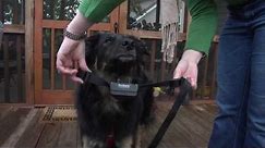 PetSafe Wireless Mapping Fence Dog Training