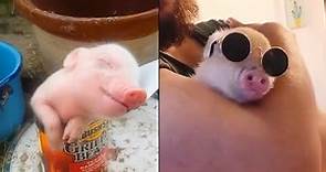 Cutest Pig Videos that I found #7