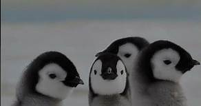 Nace el primer polluelo de pingüino emperador en más de una década