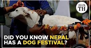 Did you know Nepal has a dog festival? | The Hindu