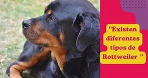 Tipos de Rottweiler conoce todo.