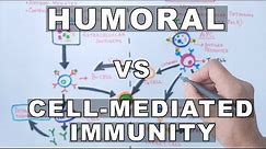Humoral and Cell Mediated Immunity