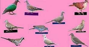 Top 10 Dove Bird