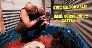 CANE CORSO PUPPIES FOR SALE!