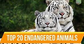 Top 20 Endangered Animals | Most Endangered Animal Species in the World