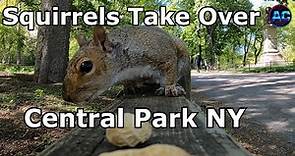 Squirrels Take Over Central Park in Manhattan NYC During New York Lockdown /🐿️ AC