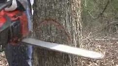 Cut Down a Tree Safely