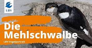 Die Mehlschwalbe (Delichon urbicum) Steckbrief + Gesang. Vogelarten kennen lernen mit den Experten!