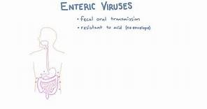 Introduction to Enteric Viruses