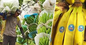 How Do Bananas Grow and End Up in the Store?
