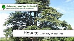 How to identify a Cedar Tree