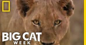 Trailer | Big Cat Week