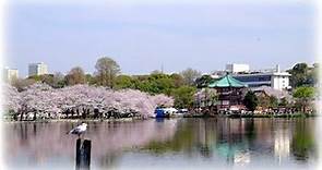 2016上野公園の満開の桜（台東区）桜吹雪