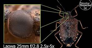 Extreme Makrofotografie mit dem LAOWA 25mm f2.8 2.5X-5X Ultra-Makroobjektiv