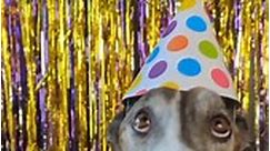 Dog Excited To Celebrate New Year's Eve! #Animals #Dogs