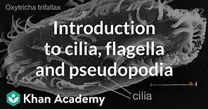Introduction to cilia, flagella and pseudopodia | Cells | High school biology | Khan Academy