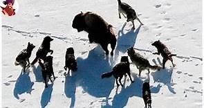 15 Lobos Cazan Estratégicamente Para Matar Animales Ante Las Cámaras