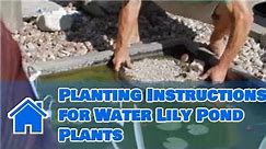 Care of Lilies : Planting Instructions for Water Lily Pond Plants