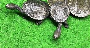 Turtles for sale in Sydney's Northern... - Hi-Tek Aquariums