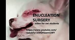 VET SURGERY: How is removal of an eyeball (enucleation) performed in a dog?