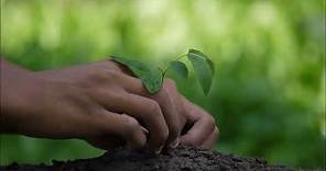 The importance of planting trees