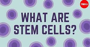 What are stem cells? - Craig A. Kohn