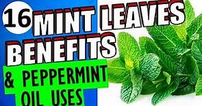 16 Impressive Health Benefits and Uses of Mint leaves and Peppermint Oils for Hair, Skin & Weight