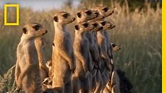 Meerkats vs. Puff Adder | National Geographic
