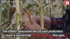Corn Prices Set to Soar After Midwest Hit by Worst Drought in 30 Years