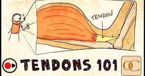 The Basic Science of Tendons & Tendinitis