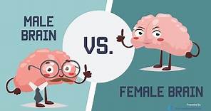 Male Brain vs Female Brain: What is the Big Difference?