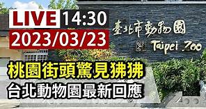 【完整公開】LIVE 桃園街頭驚見狒狒 台北動物園最新回應