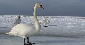 Swan -Interesting Facts about swans. Swan -Interesting Facts about swans