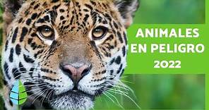 ANIMALES en PELIGRO de EXTINCIÓN 2022 🐧⚠️ (Top 10)