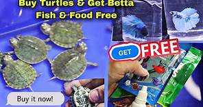 Online Turtles | Buy Turtles & Get Betta fish + Food+ Medicine Free