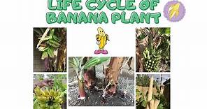 Life Cycle of Banana Plant