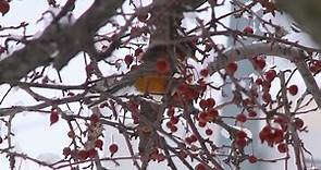 Video: Robins in the Iowa snow