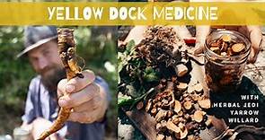 Yellow Dock Medicine (Rumex crispus)