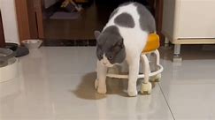 Unfassbar faul: Katze nutzt „Rollator" und holt sich Snack