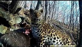 DIAMIR - Russland - Amur-Leopard und Sibirischer Tiger