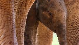 Die Elefantenmutter Trailer OV
